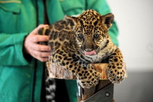 Un pui de jaguar – sibian cu acte-n regulă