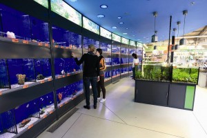 Hornbach aduce peste 4.000 de peşti din 150 de specii în noul magazin din Sibiu