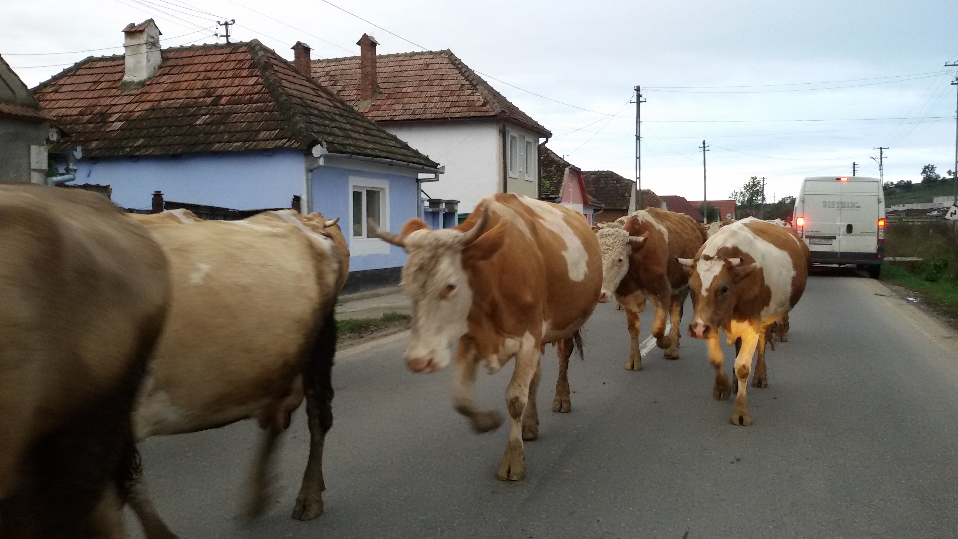 Focar de Bluetongue (Boala Limbii Albastre) la o exploatație de bovine din localitatea Cisnădie. Ce măsuri a luat Prefectura?