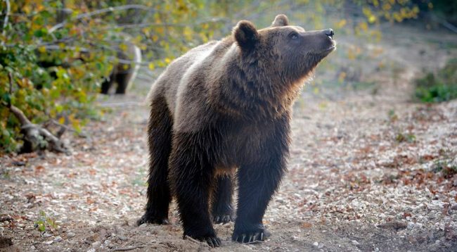 ALERTĂ! Prezența unui urs a fost semnalată la Tocile. Recomandările autorităților