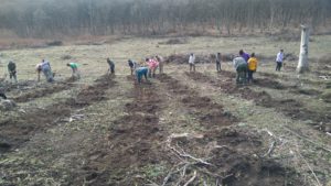 Peste 150 de hectare vor fi împădurite, în județul Sibiu, în această primăvară