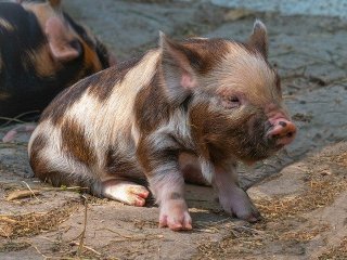 Focar de Pestă Porcină Africană la Sebeșu de Jos