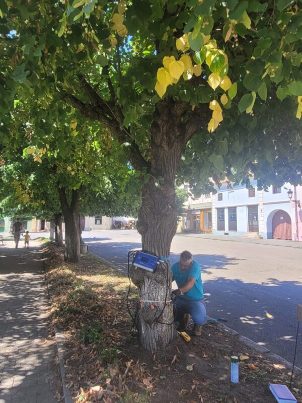 Mediaș: O echipă sibiană verifică starea de sănătate a arborilor din Piața Regele Ferdinand I