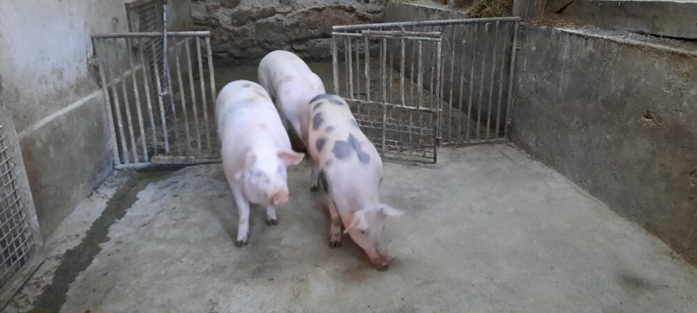 Focar de pestă porcină africană confirmat la Vurpar. Opt porci vor fi eliminați, iar nouă localități intră în zona de supraveghere