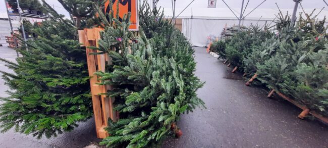 Au apărut primii brazi de Crăciun