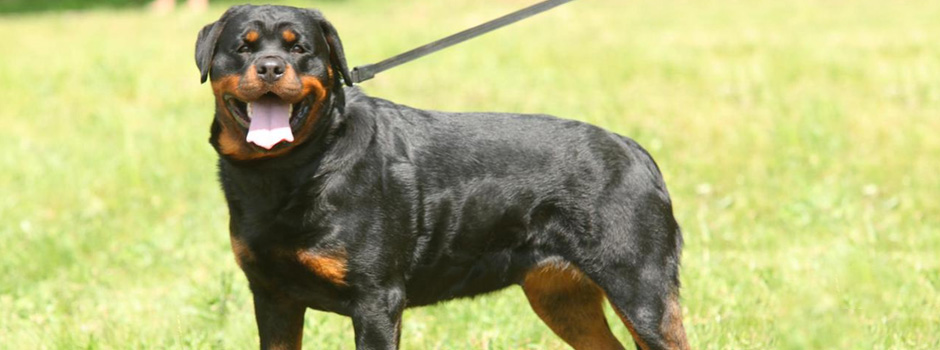 Șura Mare devine capitala rottweilerilor: 90 de câini din cinci țări intră în competiție sâmbătă